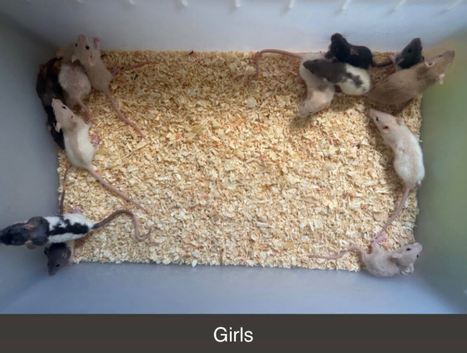 Baby&rsquo;s rats 6 weeks/8week