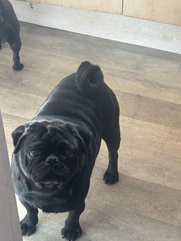 Pug stud