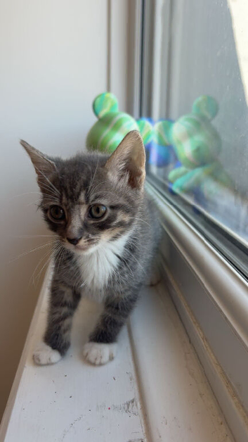 KITTENS FOR SALE !!