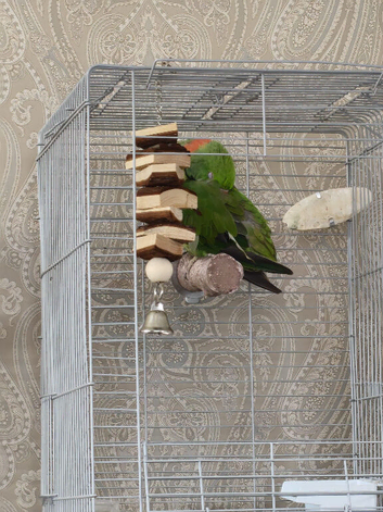 Lovely alexandrine male