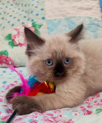 Stunning Ragdoll boy Looking for his Forever Home