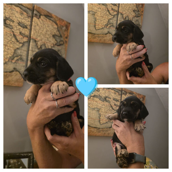 Cockerdales (patterdale cross cocker spaniel) ready friday