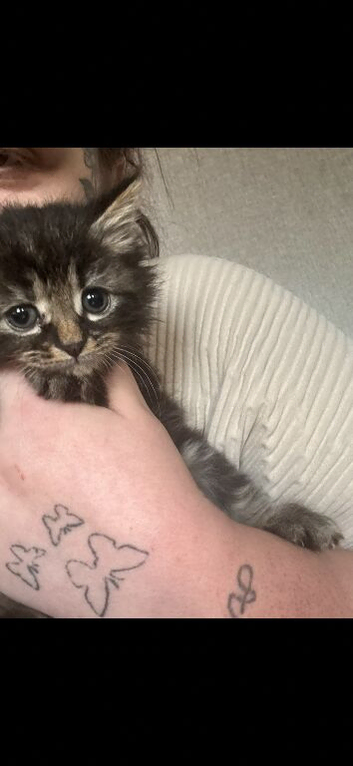 Beautiful 2 kittens