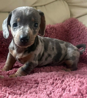Miniature dachshund