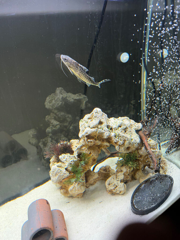 Pictus catfish