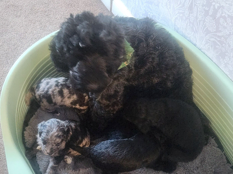 Puppies for sale