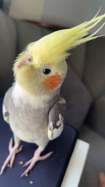 Fully tamed cockatiel