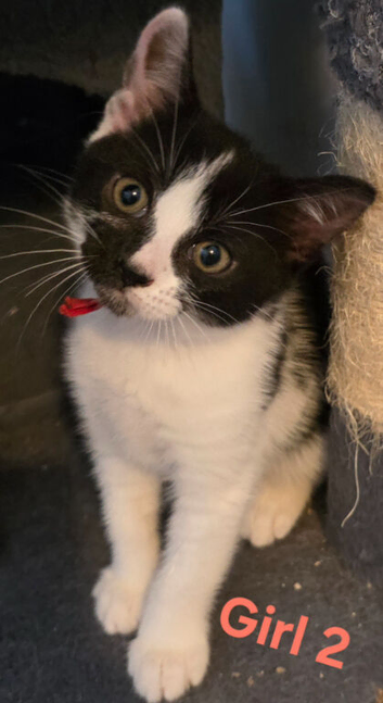 Beautiful kittens for sale looking for foreverr loving homes