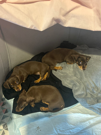 Beautiful miniature dachshunds