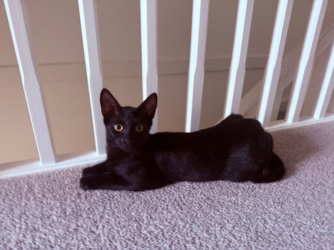 Gorgeous boy available 6 months old.
