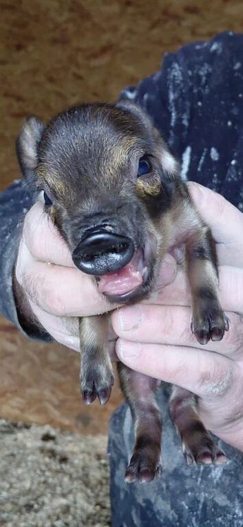 Piglets