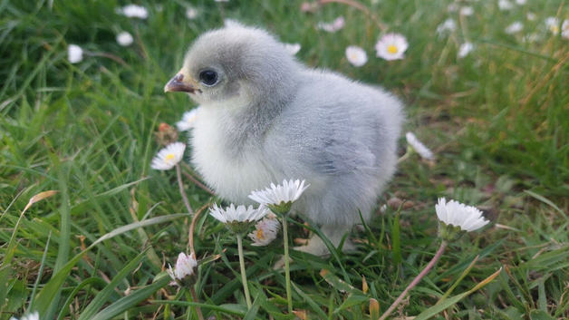 Lavender Pekin &ndash; Hatching Eggs