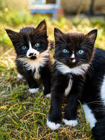 2 Adorable Black & White Tuxedo Kittens