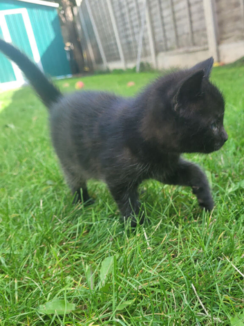 Kittens available