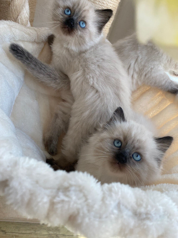 Ragdoll x kittens