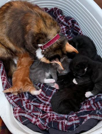 Fluffy kittens
