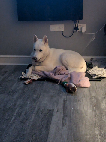 Male huskita