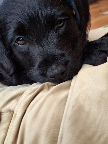 Premium - Health Checked Labradoodle Girls available 1 available for reservation