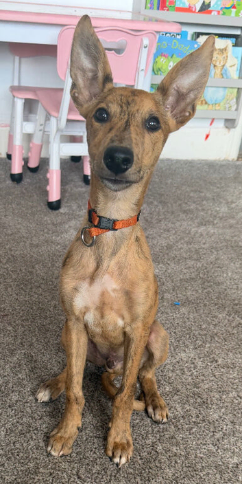 Male whippet