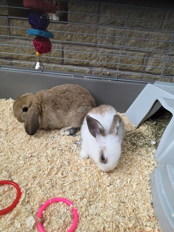 2 male mini lop indoor bunnies