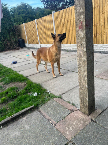 Belgian Malinois x Dutch herder