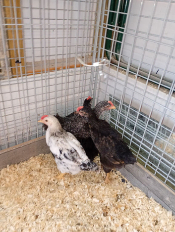 Six week old chickens