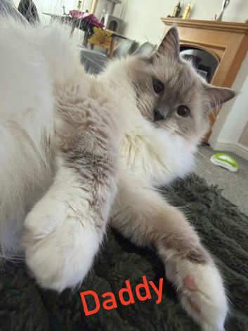 Ragdoll blue point kitten