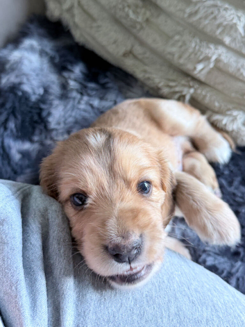 Beautiful Cocker Spaniel Puppies for Sale - Ready 14 November 2026