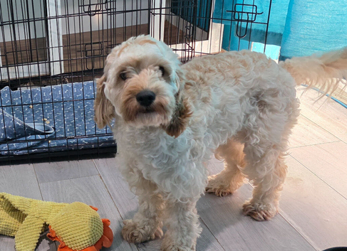 Female cockapoo f1