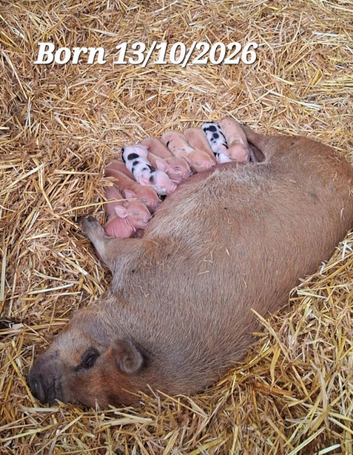MINI PIGLETS LOOKING FOR THEIR FOREVER HOMES