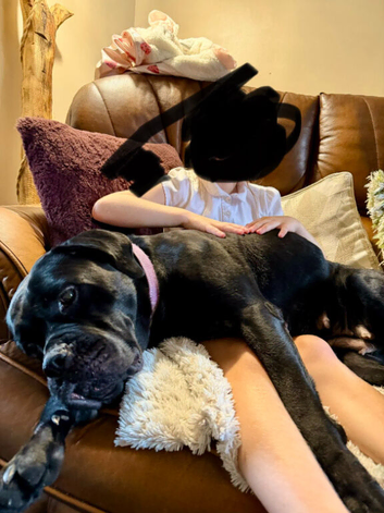 Beautiful cane corso