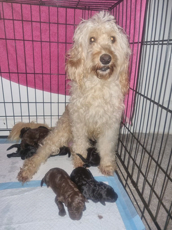 Cockapoo puppies