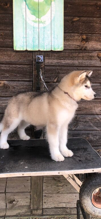 Alaskan Malamute puppies