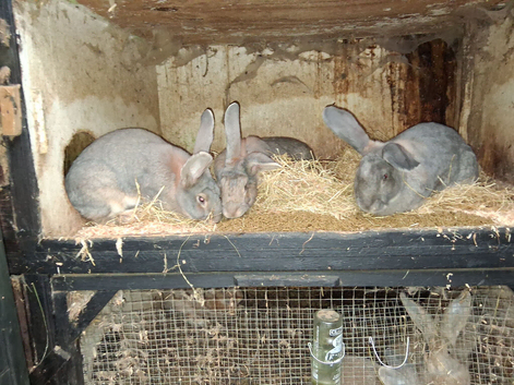 Flemish doe.