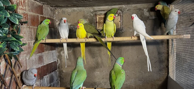 Ringnecks lovebirds cocktails