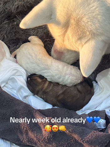 American akita
