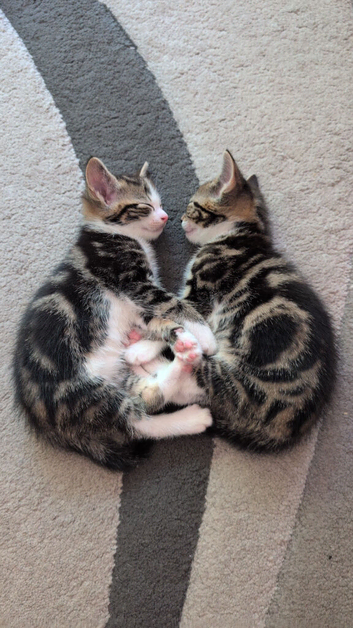 Kittens