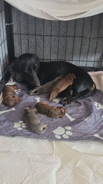 3 dachshund puppies