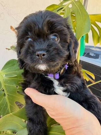 &ldquo;Adorable Maltipoo Puppy Looking for a Loving Forever Home&rdquo;