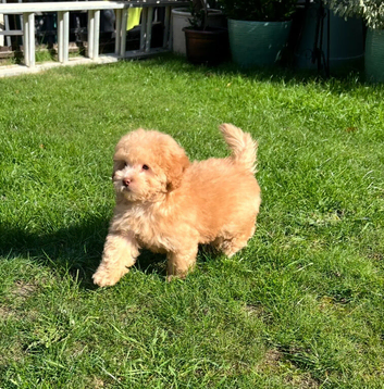 RESERVED Stunning Labradoodle (Mini)