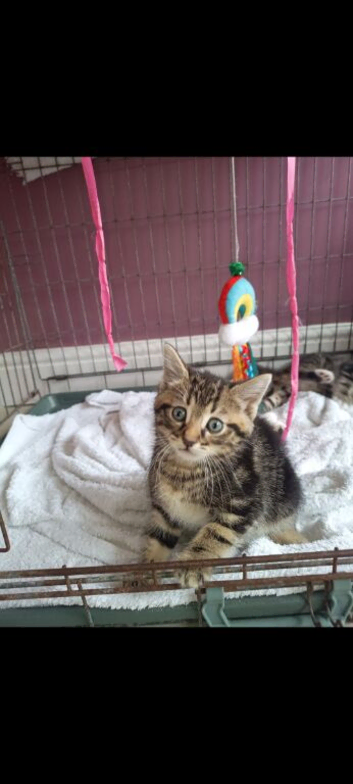 4 female tabby kittens and 1 black male