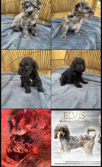 Schnoodle Puppies