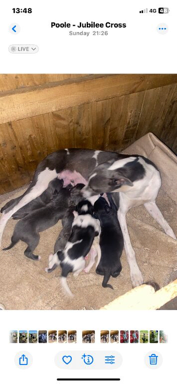 Lurcher puppies