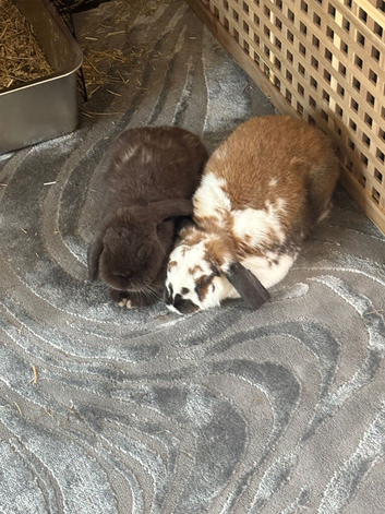 Bonded Pair (mini & dwarf lops)
