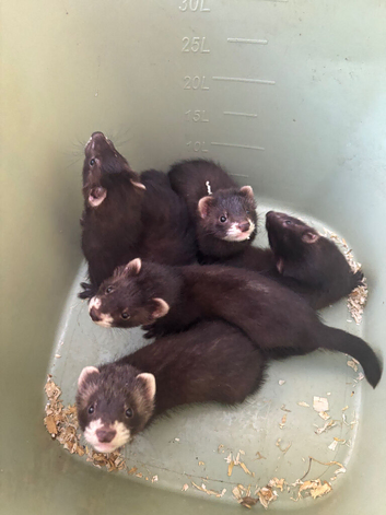 Eu polecat kits 4 hobs 1 Jill