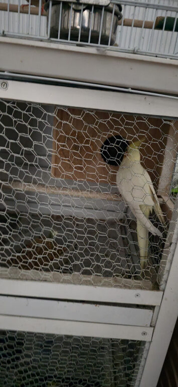 Tamed lutino cockatiel