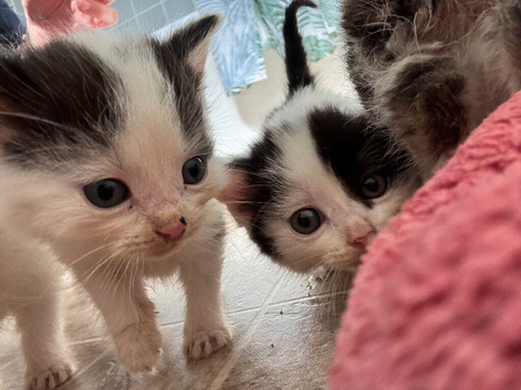 3 Gorgeous Kittens for sale