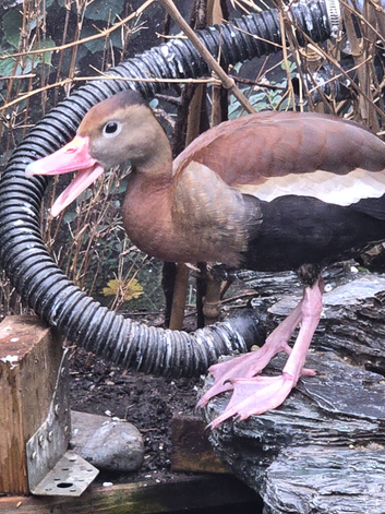 Black-Bellied Whistling Duck