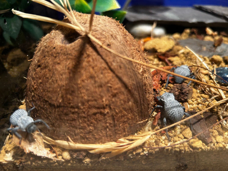 Blue death feigning beetles and enclosure
