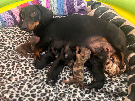 READY NOW ! Beautiful, cuddly miniature Dachshunds ️